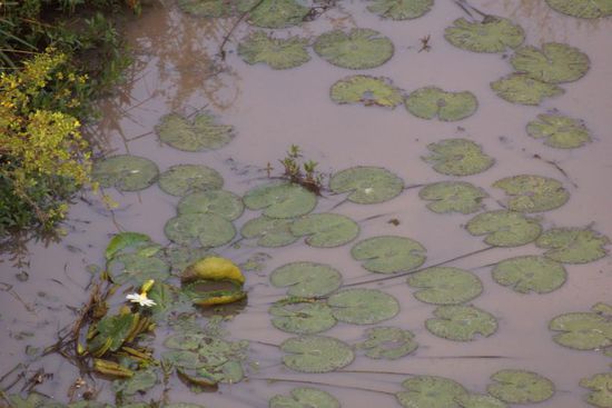Krokodile sehe ich keine, aber dafür Seerosen.