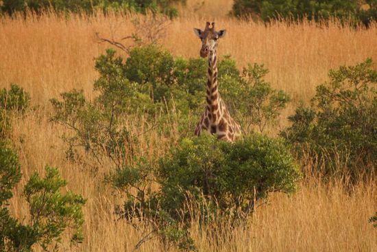 Die Giraffe ist leicht irritiert.