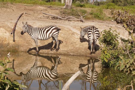 Herumspringen macht durstig.