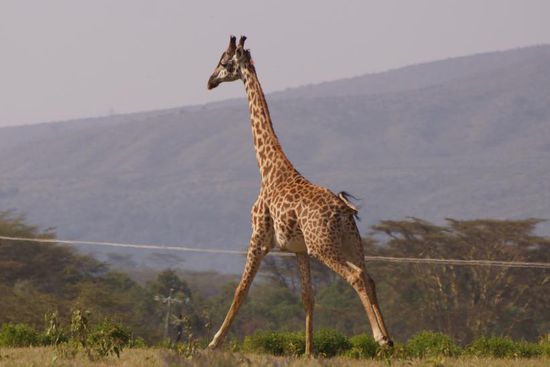 Unterwegs im Schweinsgalopp