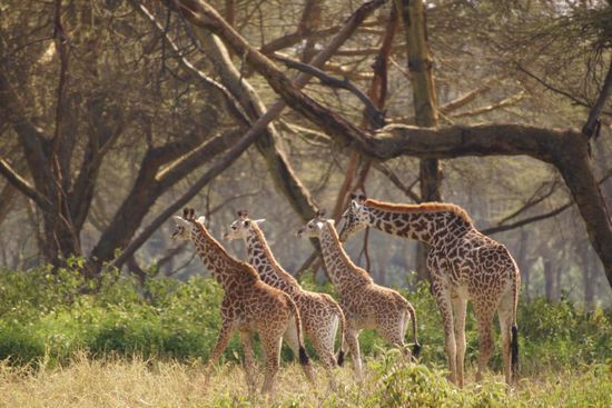 Giraffenmama mit ihren "Kleinen"