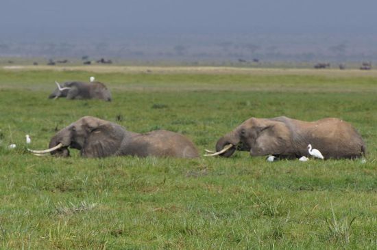 Elefanten lieben die Sümpfe im Ambroseli-Nationalpark.