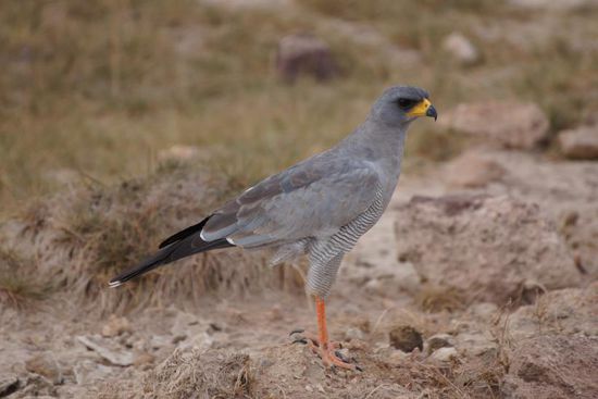 So wie sich der Falke platziert hat, war er im Knigge-Kurs von Mr. Leopard!