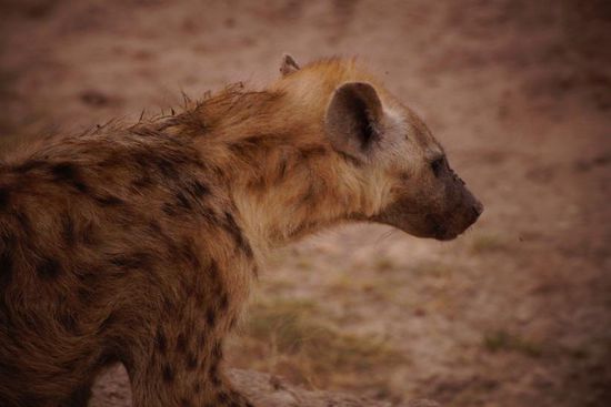 Hyänen in Rudel, die ihr Opfer einreisen, und wohl die erfolgreichsten Jäger der Savanne.