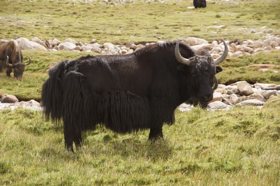 Yaks unweit der Passstraße
