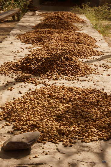 [verweis=Im Hof werden Aprikosenkerne getrocknet, die später zu Aprikosenöl verarbeitet werden.]Im Hof werden Aprikosenkerne getrocknet, die später zu Aprikosenöl verarbeitet werden.[/verweis]