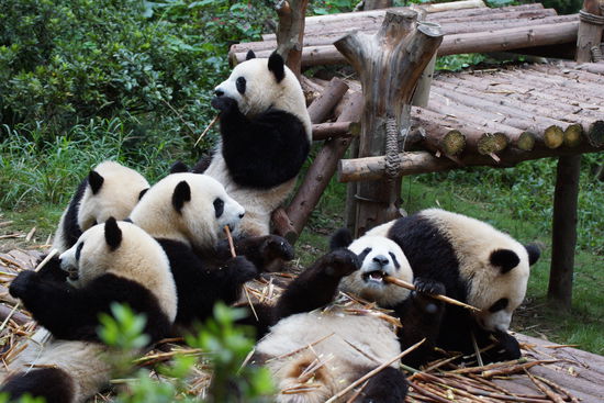 Den ganzen Tag mit Bambusessen beschäftigtandabären
