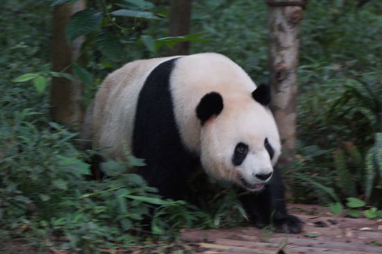 In der Aufzuchtstation für Pandabären nahe Chengdu