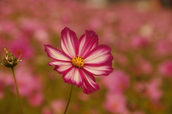 Es gibt hier in der Gegend nicht nur jede Menge Enzian und Edelweiß, sondern zum Teil richtige Blumenmeere