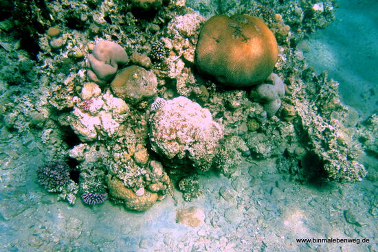 Schnorcheln unweit der Grenze zu Saudi-Arabien