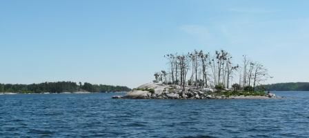 kleine Insel, kahle Bäume, dafür aber mit vielen Vogelnestern