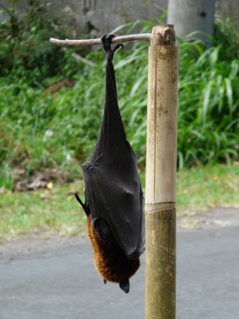 Riesenbatman