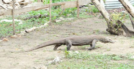 In der Nähe der Rangerhütten sehen wir auch ein laufendes Modell