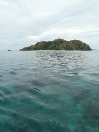 Vor der traumhaften Insel Kanawa bekommen wir zwei Tigerfische, einen Rochen und überraschend einen riesigen Tintenfisch vor die Taucherbrille.