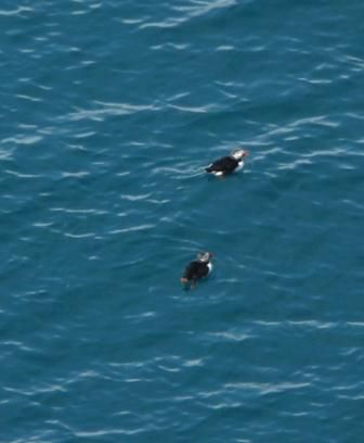 Puffins im Wasser...