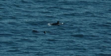 erst sehen wir 2 der Orcas...