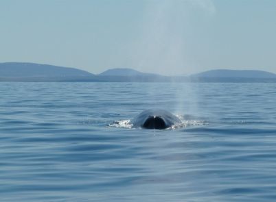 der Wal steuert genau auf unser Boot zu, und taucht gerade mal ein paar Meter vor uns ab! Wow!