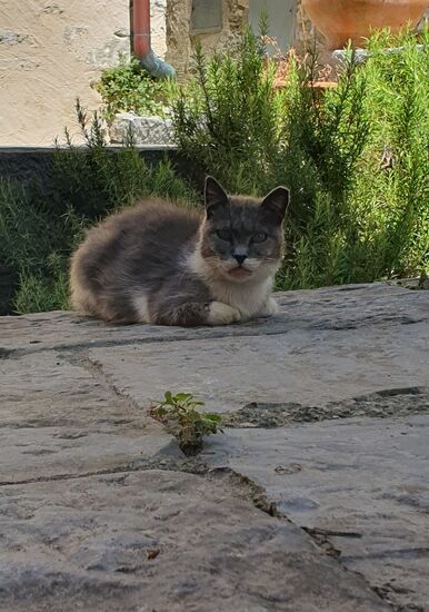 Endlich hat sich diese arme Katze hergetraut.