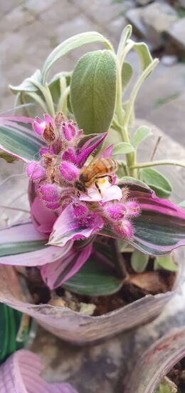 Versilianische Mitbringsel: ein Salbei und eine Dreimasterblume. Mögen sie zuhause angehen.