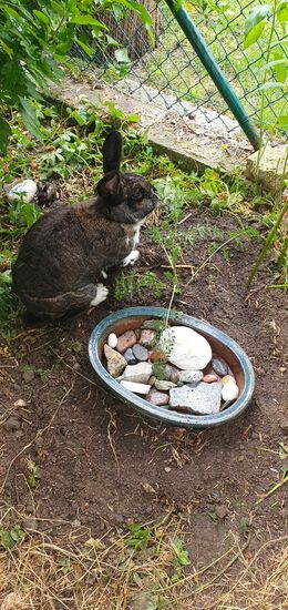 Ildikó an Slavas Grab. Alle Steine in der Schale sind Marmor; aus dem großen will ich einen Grabstein machen.