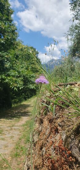 Una passeggiata nel‘ bosco fra Fabbiano e Azzano.