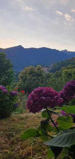 Hortensien bei Giustaniana.