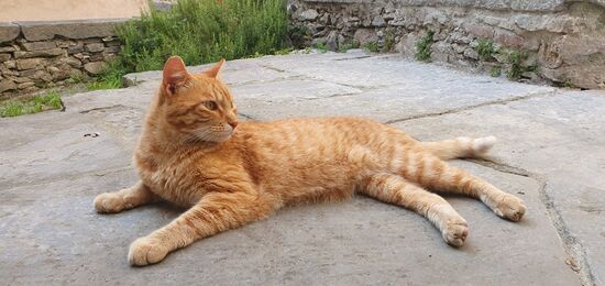 Und es sind doch ein paar Katzen da, sogar sehr zugängliche.Den roten Kater nenne ich „Vasco Rosso“, nach dem von mir geschätzten Sänger Vasco Rossi.