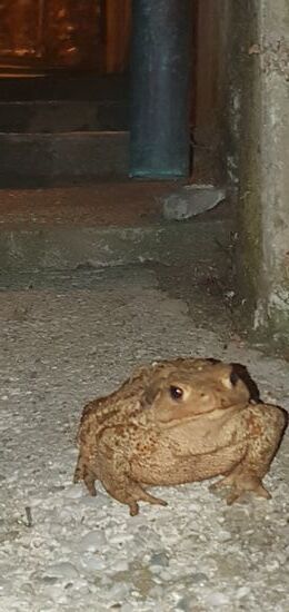 Ein*e spätabendliche*r Flaneur*in auf der Via Poligoni.