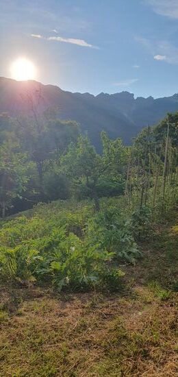 Ein montaner Gemüsegarten (Azzano).