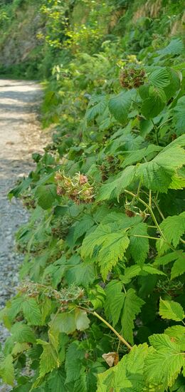 Nur ein wenig später, und all die schönen Himbeeren wären reif.