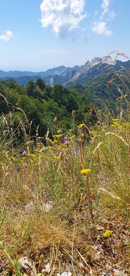 Montanflora. Den aromatischen Duft nach Wildblumen und -kräutern muss man sich dazu denken.