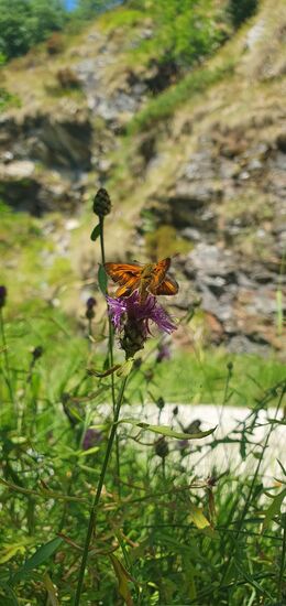 Es folgen zahlreiche Bilder Insektenfotografie. Schließlich habe ich dafür mein Leben riskiert.