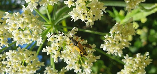Blüten des Riesenbärenklaus sind bei vielen Insekten beliebt. Ich pflücke einige der Blätter, um sie zu trocknen (Heu!). Sicherheitshalber trage ich dabei Handschuhe.