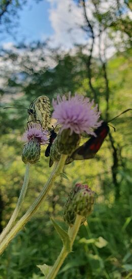 Die Schachbretter, Blutströpfchen und andere Falter ziehen Disteln und Skarbiosen vor.
