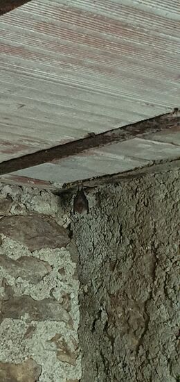 In einem verlassenen Stall hängt eine Fledermaus ab.