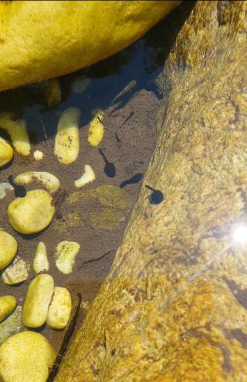 Ein Bad mit Kaulquappen und Fischen.