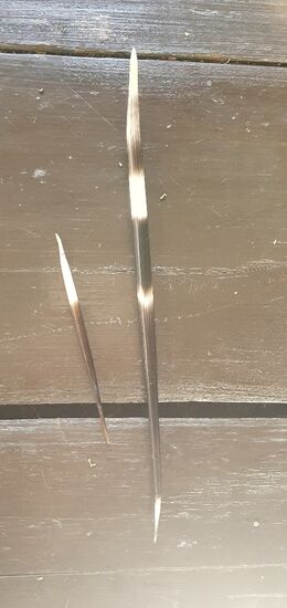 Diese Teile finde ich auf dem Weg. Kalligraphiegeräte? Nö! Sondern Teile aus dem Kleid von - Stachelschweinen. Die gibt es in der Toskana. Kein Witz.