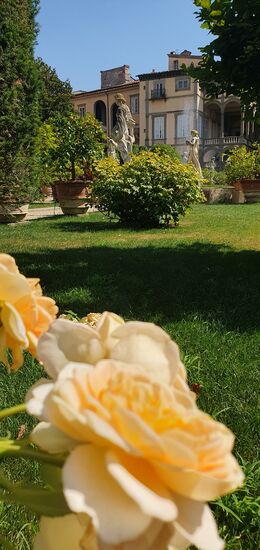 Eine Graham Thomas blüht auch in meinem wesentlich bescheidenerem Garten.