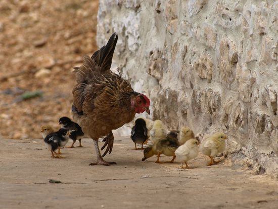 Henne mit Küken und Adoptivkind (seht Ihr die Ente?) am Straßenrand in der Nähe des Llogara-Passes