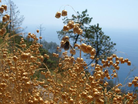 Fauna und Flora entzücken auf einer Wanderung von Levanto nach Monterosso. Hier ein Wollschweber auf einem Zittergras