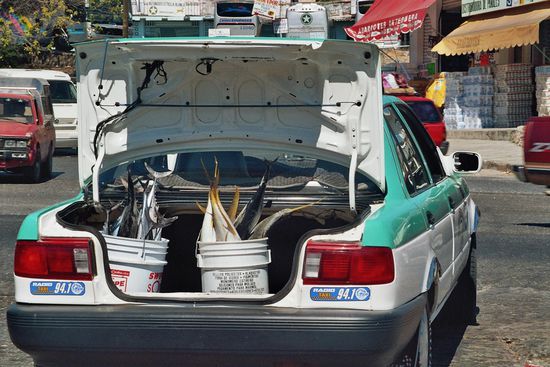 Fischtransport in Puerto Escondido