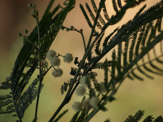 Mimosenblüten.