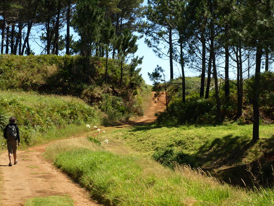 Wenn Bilder duften könnten ... Den Piniengeruch muss man sich eben einfach vorstellen.