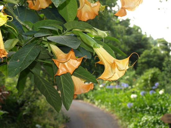 Auf diesen Trompetenbaum könnte man neidisch werden: Weil man ihn gerne hätte, und weil er an einem schönen Standort wächst.