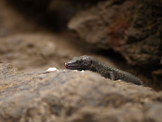 Der gefräßigen Eidechse von Porto Moniz hat's geschmeckt.