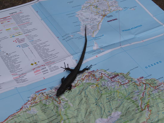 Braucht die Eidechse eine Autokarte?