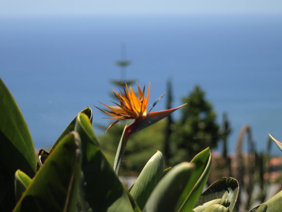 Madeirensicher geht's nicht: Blick auf eine Strelitzie im botanischen Garten von Funchal.