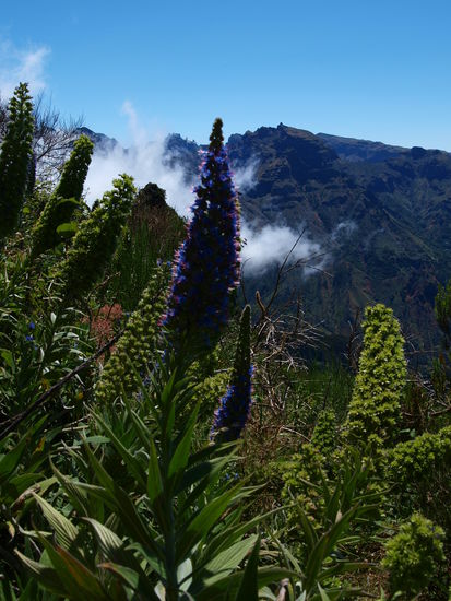 Dieser Natternkopf kommt nur auf Madeira vor.