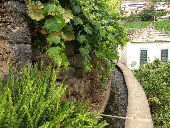 Die romantischen Gesichter der Levada dos Piornais. Die unromantischen habe ich weggelassen. Die gibt's aber auch.