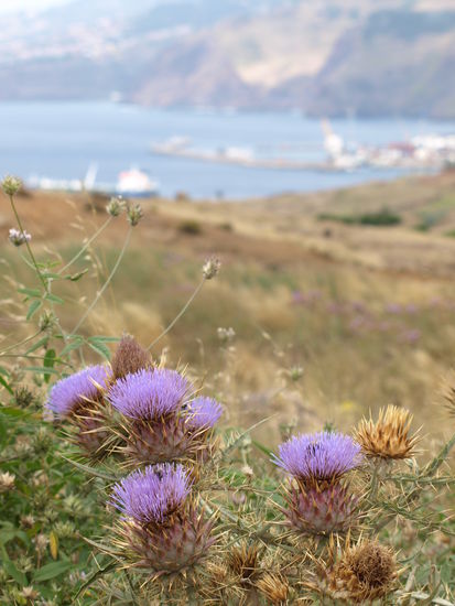 Disteln (ach nee), im Hintergrund der Hafen von Canical. Darüber wird nahezu die ganze Insel mit Importwaren versorgt.
